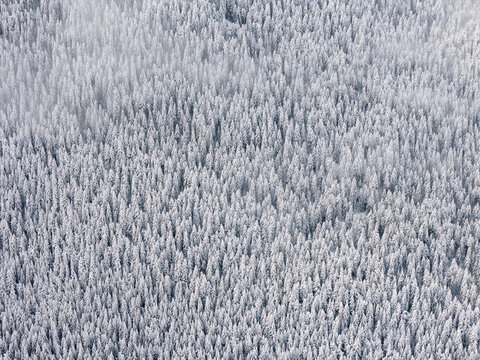 pine tree pattern on mountain forest