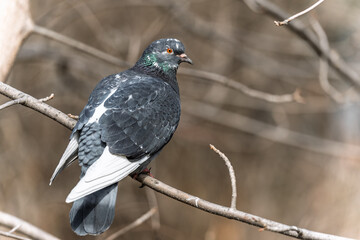The fat pigeon sitting on a branch.
