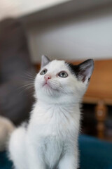 Close-up of a black & white kitty with blue eyes.