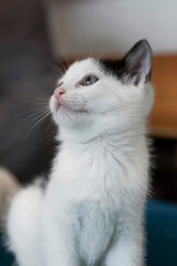 Close-up of a black & white kitty with blue eyes.