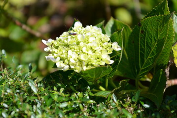 white flowers in the garden