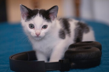 Close-up of a black & white kitty with blue eyes.