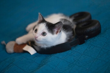 Close-up of a black & white kitty with blue eyes.