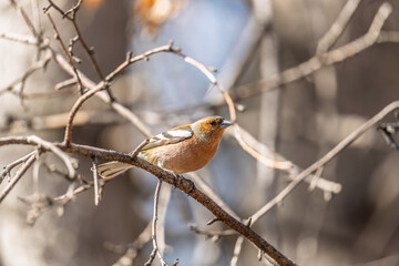 Common chaffinch, Fringilla coelebs, sits on a tree. Common chaffinch in wildlife.
