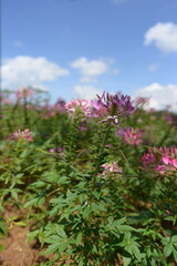 pink flowers in the garden