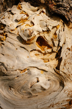Beautiful details of an Arbutus tree trunk 