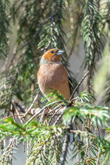 Common chaffinch, Fringilla coelebs, sits on a tree. Common chaffinch in wildlife.