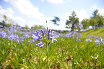 Fototapeta premium purple flowers in the field