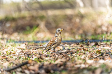 Wood bird Fieldfare, Turdus pilaris, on a sprng lawn.