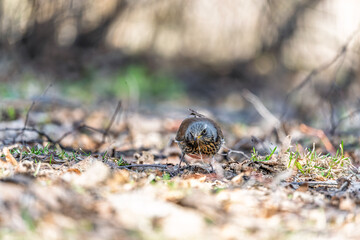 Wood bird Fieldfare, Turdus pilaris, on a sprng lawn.