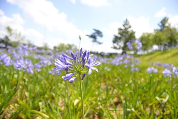purple flowers in the field