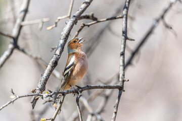 Common chaffinch, Fringilla coelebs, sits on a tree. Common chaffinch in wildlife.