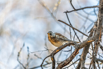 Fieldfare is sitting on branch in winter or autumn on blue sky background.