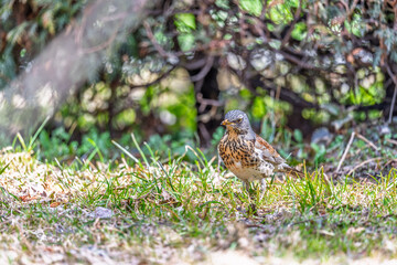 Wood bird Fieldfare, Turdus pilaris, on a sprng lawn.