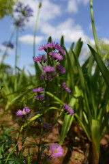 purple flowers in the field