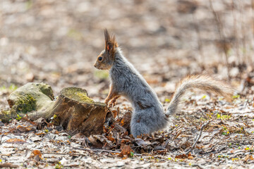 Squirrel in autumn or spring with nut on the green grass with fallen yellow leaves
