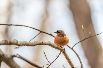 Common chaffinch, Fringilla coelebs, sits on a tree. Common chaffinch in wildlife.