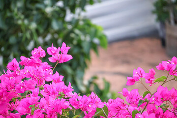 Soft Pink Bougainvillea Framing Urban Skyline - Dreamy Summer Garden Concep