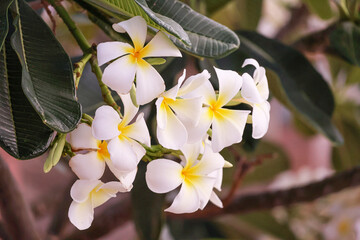 White fragrant frangipani (plumeria) flowers close-up - perfect for summer, travel and spa branding