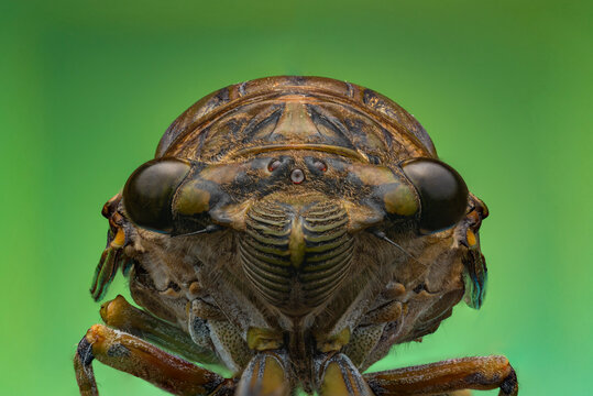 Macro portrait of cicada