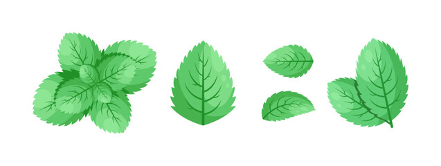 Minimalistic Mint Leaves or Mint Leaf Peppermint, Mint Flavour or Mint Logo Herb Nature Botanical in Vector Illustration © kawacreative