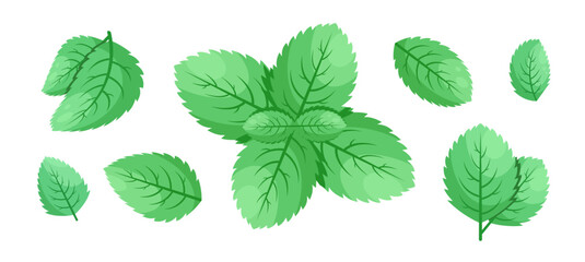 Minimalistic Mint Leaves or Mint Leaf Peppermint, Mint Flavour or Mint Logo Herb Nature Botanical in Vector Illustration