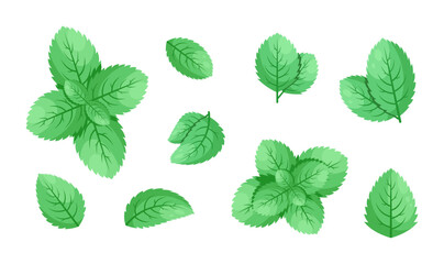 Minimalistic Mint Leaves or Mint Leaf Peppermint, Mint Flavour or Mint Logo Herb Nature Botanical in Vector Illustration © kawacreative