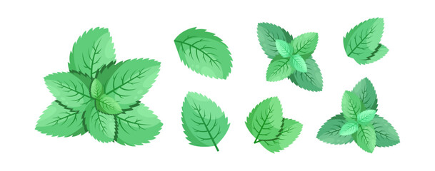 Minimalistic Mint Leaves or Mint Leaf Peppermint, Mint Flavour or Mint Logo Herb Nature Botanical in Vector Illustration