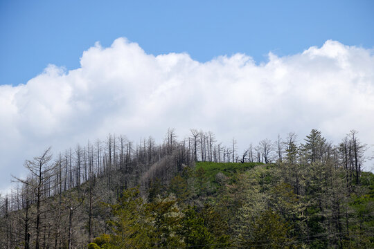 Burnt trees