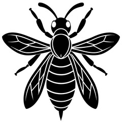 black and white butterfly