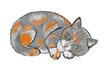 Cat cartoon. Cat sleeping illustration. Cat illustration transparent background. Pet illustration elements.