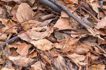 落ち葉と枝が雨に濡れて腐葉土になっていく　アップ01