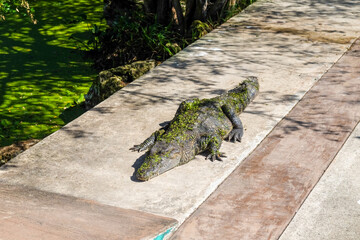 Sunbathing Crocodile