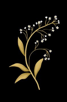 Illustration of a Nordic white wildflower