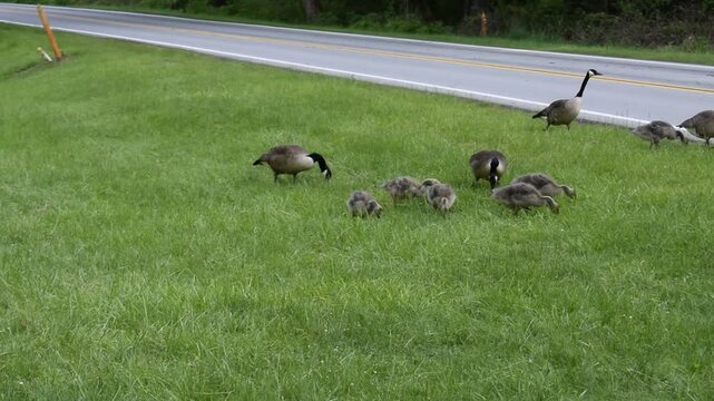 Flock of geese, goslings