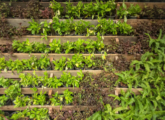 Vertical garden flora live plants Green leaves background