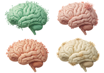  human brain models with organic growth - neuroscience and creativity isolated on transparent background