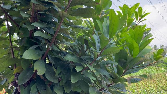 green jumbo sapodilla plants in sunny daylight