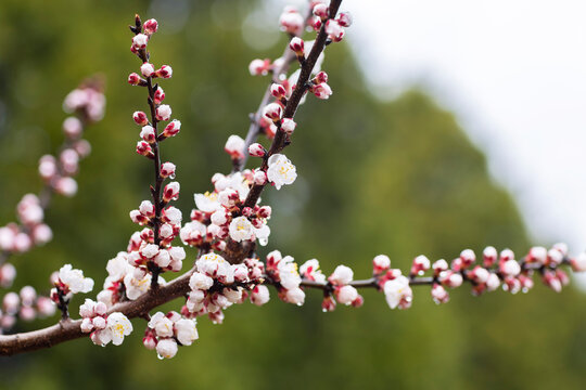 Peach tree blooms in Spring selective focus
