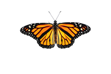 Obraz premium Monarch Butterfly Vibrant Wings, Exquisite Details, Nature's Masterpiece