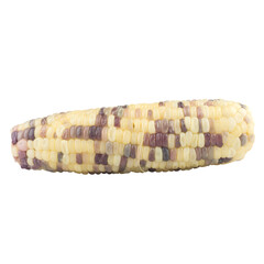 waxy corn isolated on white background
