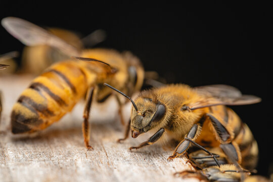 Bee walking on wood surface