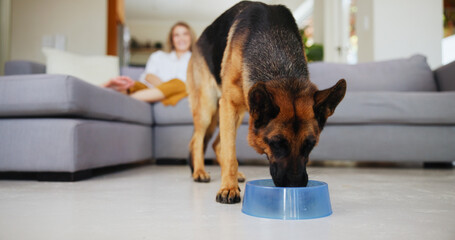 German shepherd, eating and food in bowl at house for nutrition, breakfast and reward for good...