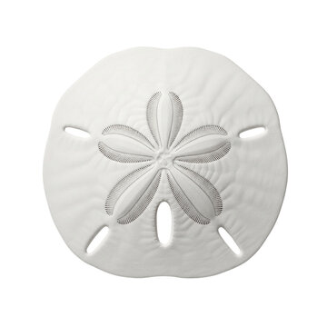 Single white sand dollar isolated on a white background, a marine life object isolated on transparent background