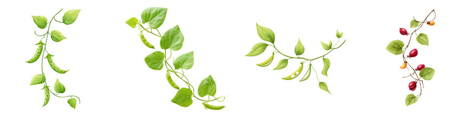 Fototapeta premium Lush green plant branches with vibrant leaves, adorned in a variety of shapes and shades, perfect for botanical designs, nature illustrations, and organic decor elements.