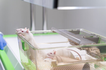 Curious Laboratory Rats In Open Cage