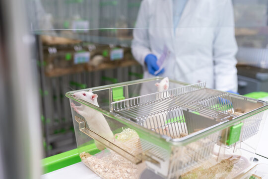 Researcher Taking Care Of Laboratory Rat