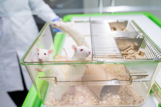 Researcher Taking Care Of Laboratory Rats