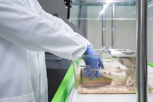 Anonymous Researcher Handling Laboratory Rats