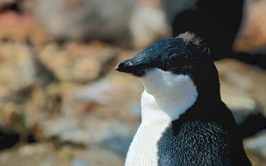 Naklejka premium Grace in the Ice: The World of the Adélie Penguin